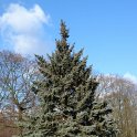 Picea pungens 'Glauca'